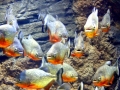 Red-bellied Piranha