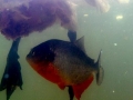 Red-bellied Piranha
