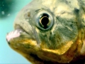 Red-bellied Piranha