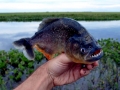 Red-bellied Piranha