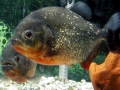 Red-bellied Piranha