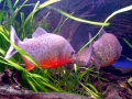 Red-bellied Piranha