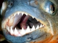 Red-bellied Piranha
