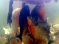 Red-bellied Piranha