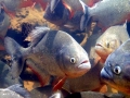 Red-bellied Piranha