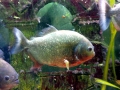 Red-bellied Piranha