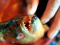 Red-bellied Piranha