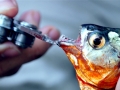 Red-bellied Piranha