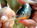 Red-bellied Piranha