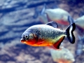 Red-bellied Piranha