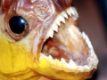 Red-bellied Piranha