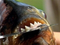 Red-bellied Piranha
