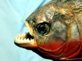 Red-bellied Piranha