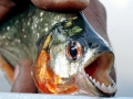 Red-bellied Piranha