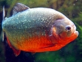 Red-bellied Piranha