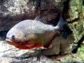 Red-bellied Piranha