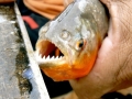 Red-bellied Piranha