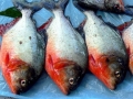 Red-bellied Piranha