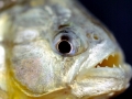 Red-bellied Piranha
