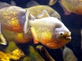 Red-bellied Piranha
