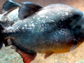 Red-bellied Piranha