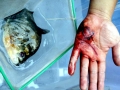 Red-bellied Piranha