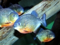 Red-bellied Piranha
