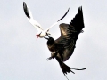 Red-billed Tropicbird