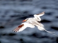 Red-billed Tropicbird