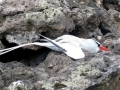 Red-billed Tropicbird