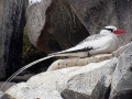 Red-billed Tropicbird