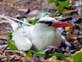 Red-billed Tropicbird