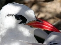 Red-billed Tropicbird