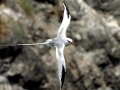 Red-billed Tropicbird