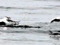 Red-billed Tropicbird