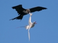 Red-billed Tropicbird