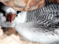 Red-billed Tropicbird