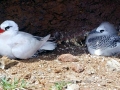 Red-billed Tropicbird