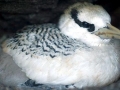 Red-billed Tropicbird
