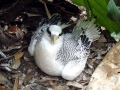 Red-billed Tropicbird