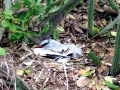 Red-billed Tropicbird