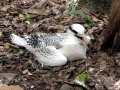Red-billed Tropicbird