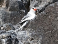 Red-billed Tropicbird
