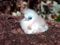 Red-billed Tropicbird