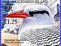 Red-billed Tropicbird
