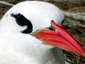 Red-billed Tropicbird