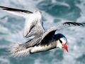 Red-billed Tropicbird