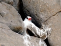 Red-billed Tropicbird