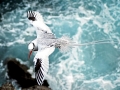 Red-billed Tropicbird
