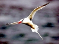 Red-billed Tropicbird